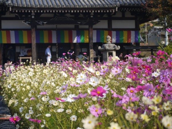穏やかなお天気のもと、奈良県へドライブ　＠コスモス寺　般若寺