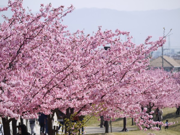 見事な河津桜でした　＠奈良県　馬見丘陵公園